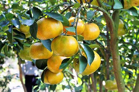 Những nguyên nhân và biện pháp khắc phục hiện tượng rụng quả non trên cây cam canh đường
