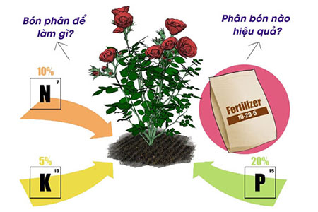 Phân bón NPK có tác dụng gì đối với cây hoa hồng