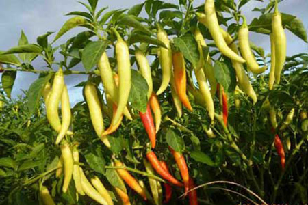 Kỹ thuật trồng ớt sừng vàng Châu Phi cho năng suất, chất lượng cao
