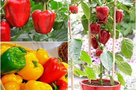 Cây ớt ngọt – Kỹ thuật trồng và chăm sóc thu hoạch quả mỏi tay
