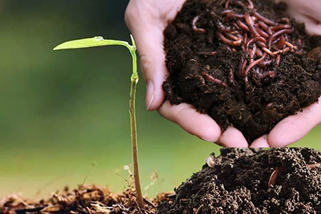 Hướng dẫn cách nuôi trùn quế tại nhà đơn giản để trồng rau sạch hữu cơ