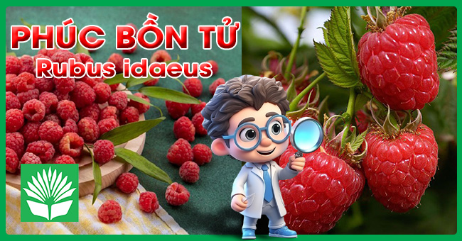 Cây phúc bồn tử (cây mâm xôi)