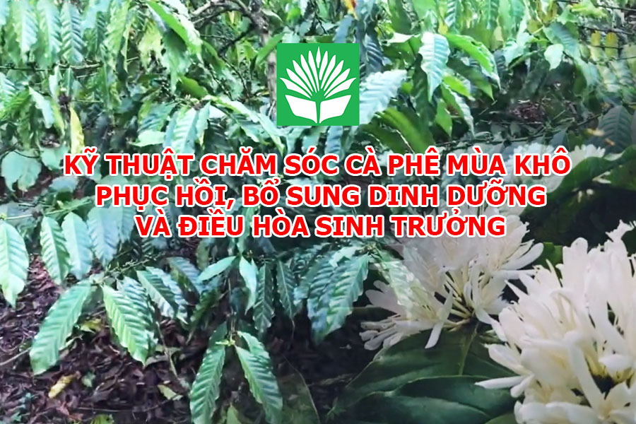 Kỹ thuật chăm sóc cà phê mùa khô: phục hồi, bổ sung dinh dưỡng và điều hòa sinh trưởng