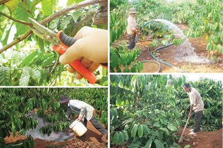 Kỹ thuật phục hồi vườn cà phê sau thu hoạch
