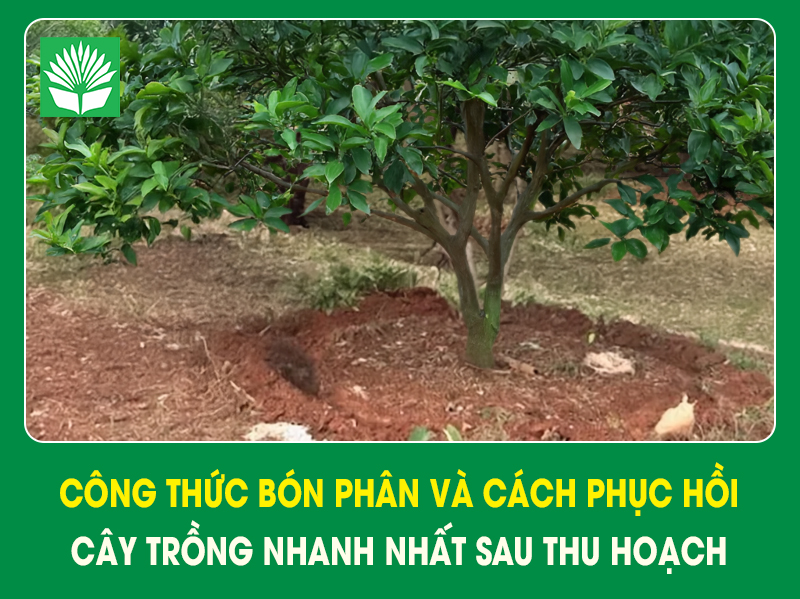 Công thức bón phân và cách phục hồi cây trồng nhanh nhất sau thu hoạch