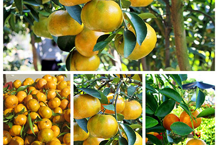 Cây quýt đường và kỹ thuật chăm sóc cây cho năng suất cao quả ngọt