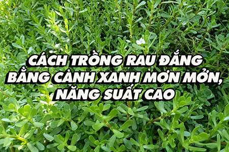 Cách trồng rau đắng bằng cành xanh mơn mởn, năng suất cao