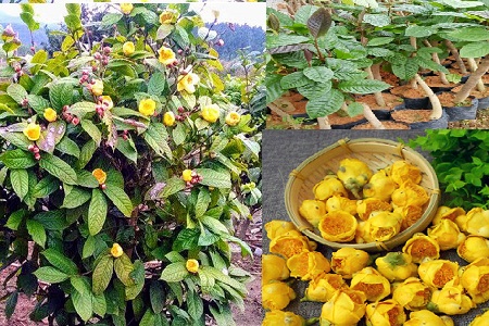 Bật bí cách trồng trà hoa vàng vừa dùng làm trà vừa làm thuốc trị bệnh
