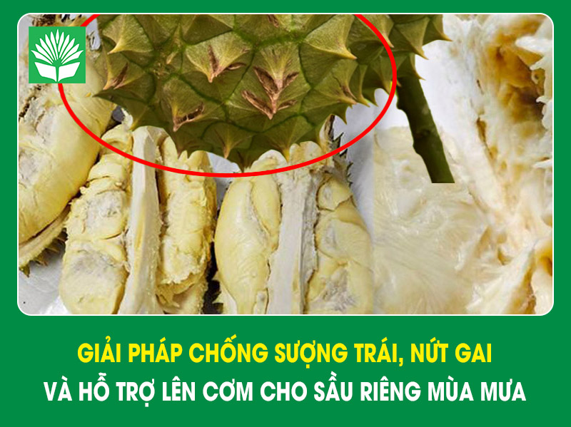 Giải pháp chống sượng trái, nứt gai và hỗ trợ lên cơm cho sầu riêng mùa mưa