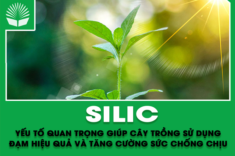 Silic - Yếu tố quan trọng giúp cây trồng sử dụng đạm hiệu quả và tăng cường sức chống chịu