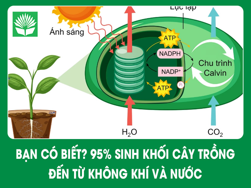 Bạn có biết? 95% sinh khối cây trồng đến từ không khí và nước