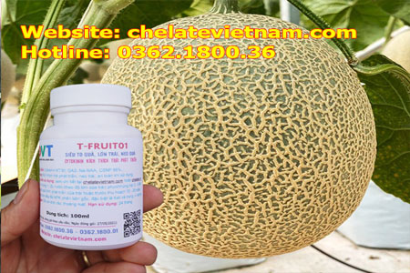 T-FRUIT 01 - Siêu to quả, lớn trái, neo quả (Cytokinin kích thích trái phát triển)