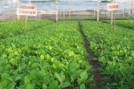 Kỹ thuật trồng cây rau cải xanh, cải chíp an toàn (trồng tại ruộng sản xuất)