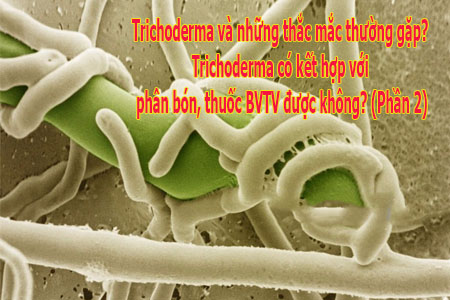 Trichoderma và những thắc mắc thường gặp? Trichoderma có kết hợp với phân bón, thuốc BVTV được không? (Phần 2)