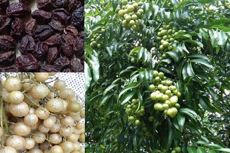 Kỹ thuật trồng cây Mắc mật – Đặc sản xứ Lạng