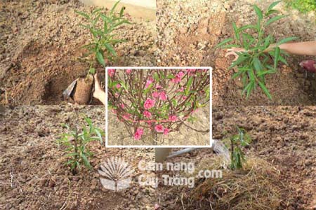 Kỹ thuật trồng, trồng lại và chăm sóc cây đào cảnh