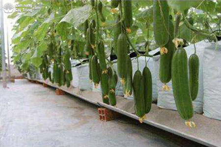 Kỹ thuật trồng cây dưa chuột trong môi trường giá thể và hệ thống tưới nhỏ giọt