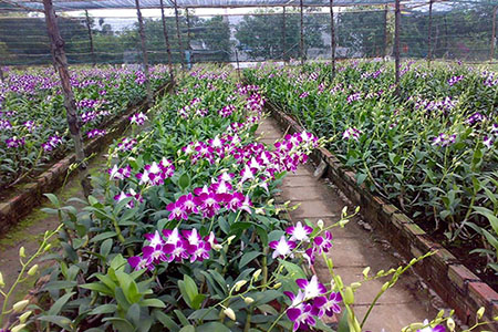 Kỹ thuật trồng và chăm sóc cây lan Dendro nở hoa rực rỡ đón xuân