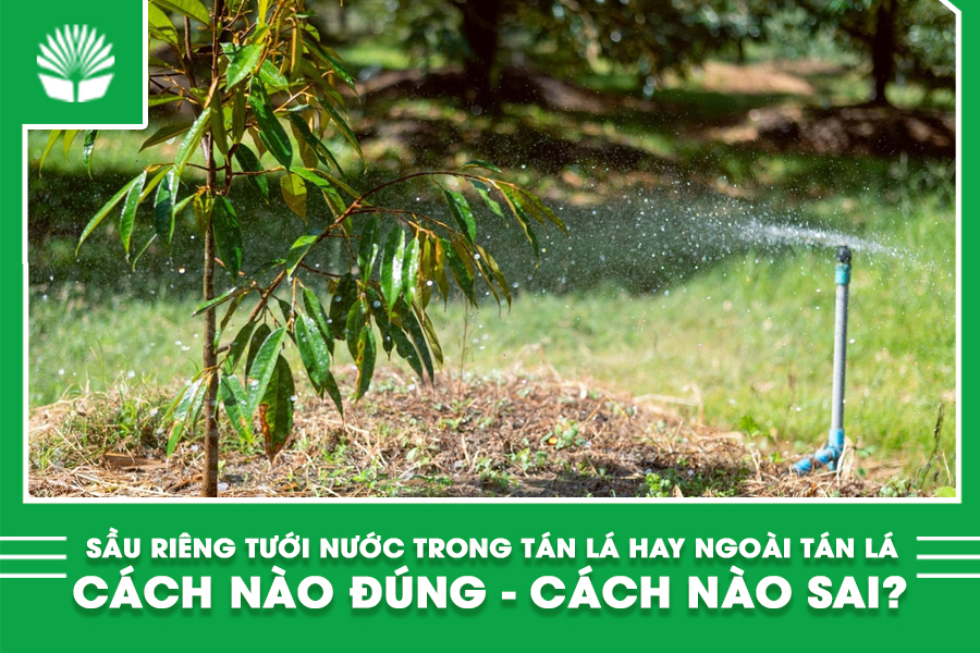 Sầu riêng tưới nước trong tán lá hay ngoài tán lá - Cách nào đúng - Cách nào sai?