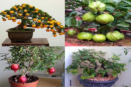 Cách trồng cây ăn quả trong chậu đơn giản tại nhà