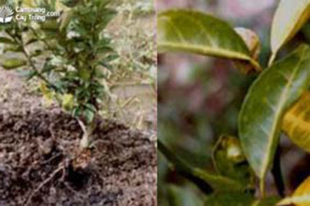 3 nguyên tắc quan trọng xử lý cây bị vàng lá - thối rễ