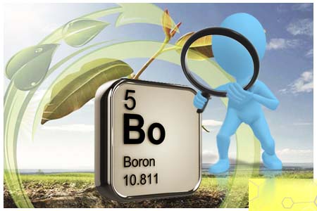 Hướng dẫn thực hành sử dụng phân vi lượng Boron