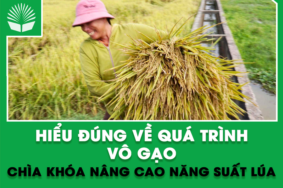 Hiểu đúng về quá trình vô gạo – Chìa khóa nâng cao năng suất lúa