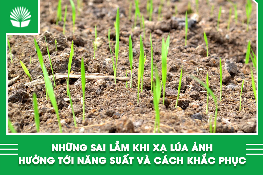 Những sai lầm khi xạ lúa ảnh hưởng tới năng suất và cách khắc phục