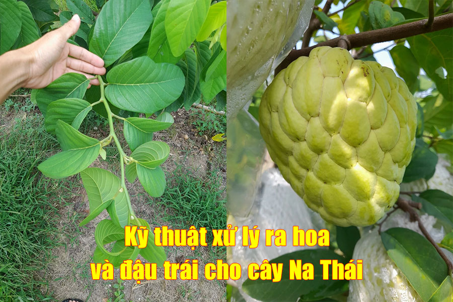 Kỹ thuật xử lý ra hoa và đậu trái cho cây Na Thái: Hướng dẫn chi tiết từ A đến Z