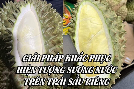 Giải pháp khắc phục hiện tượng sượng nước trên trái sầu riêng