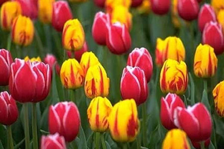 Kỹ thuật trồng và chăm sóc hoa tulip trong chậu