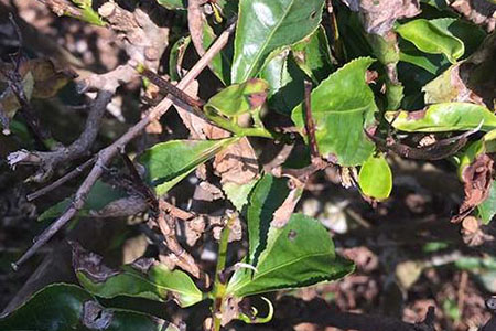 Sử dụng Cytokinin DA-6 và Kali Humate - biện pháp giải độc cho cây chè khi bị ngộ độc
