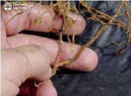 Pratylenchulus brachyurus gây hại trên rễ dứa