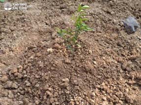Lấp đất cho cây mới trồng
