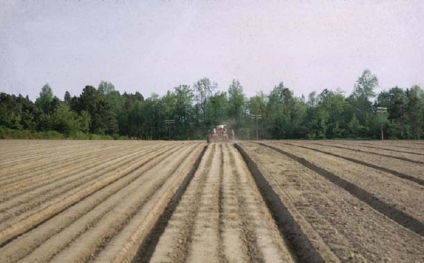 Làm đất trồng đậu phộng.
