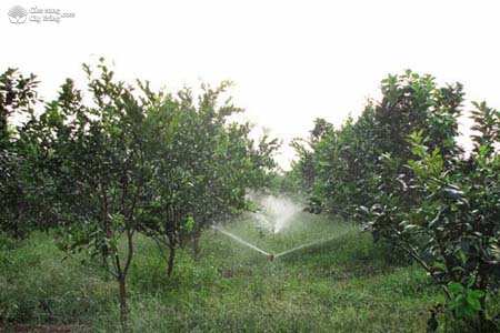 Tưới nước cho vườn cây