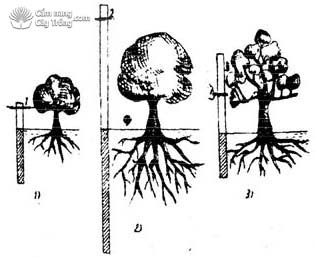 Tán cây sầu riêng qua các giai đoạn sinh trưởng