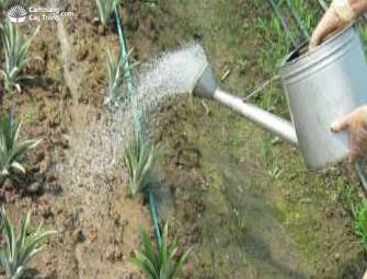 Tưới nước cho dứa sau khi trồng