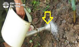 Tưới nước bằng thùng tưới có gắn vòi sen
