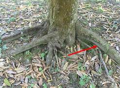 Rễ cây sầu riêng