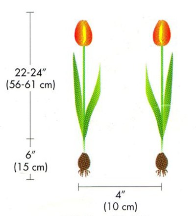 Biện pháp kỹ thuật giúp hoa tulip nở hoa đúng dịp tết