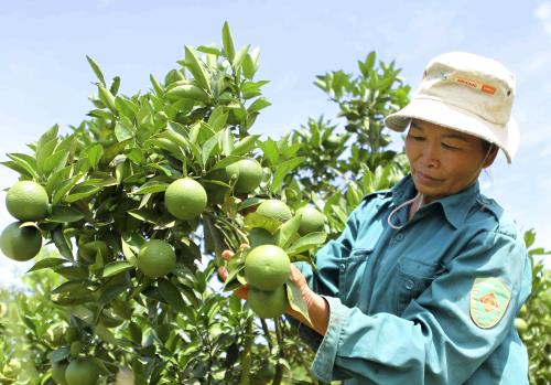 Ứng dụng tiến bộ kỹ thuật trong sản xuất cây ăn quả có múi (Kỳ 1)