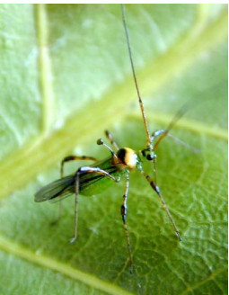 Đặc điểm bọ xít muỗi xanh trưởng thành hại điều