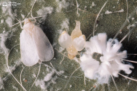 Rầy phấn trắng Aleurodicus sp