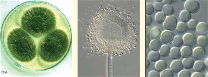 Aspergillus flavus, ba tản nấm trên môi trường Czapek yeast autolysate agar (trái), bào tử vô tính mọc đầy trên đầu cành bào tử phân sinh (giữa), bào tử vô tính (phải)
