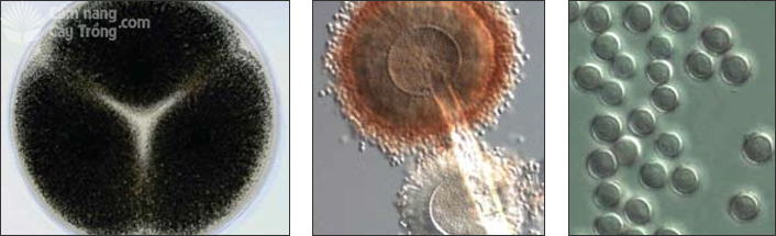 Aspergillus niger, ba tản nấm trên môi trường Czapek yeast autolysate agar (trái), bào tử vô tính mọc đầy trên đầu cành bào tử phân sinh dài (giữa), bào tử vô tính (phải)