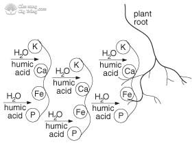 Axit humic tăng khả năng thẩm thấu các yếu tố khoáng chất trở lại qua màng tế bào một cách dễ dàng