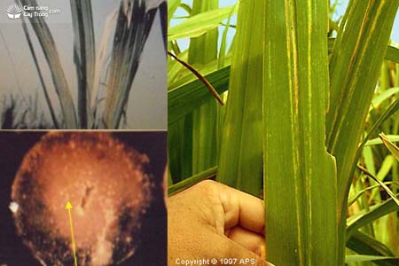 bệnh chảy gôm Sugarcane gumming disease