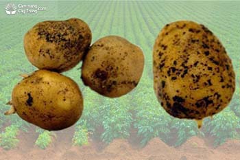 Bệnh đốm đen hại khoai tây Colletorichum coccodes