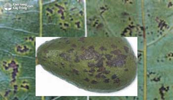 Bệnh đốm lá Cerocospora purpurea trên lá và quả bơ
